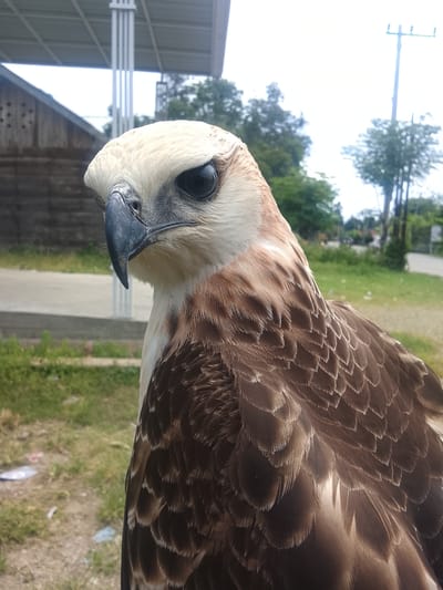 A close-up, medium shot captures the head and upper body of a large bird of prey, likely an eagle, with its distinctive white head and dark eye. The bird is positioned on the left side of the frame, facing left and slightly downwards. Its beak is dark and hooked, and its eye is a deep black. The feathers on its neck and chest are a mix of white and brown, with the body feathers being predominantly brown with lighter edges, creating a textured pattern.
In the background, a wooden building with a corrugated roof is visible on the left. Beyond that, a paved road runs horizontally through the scene, with some vegetation and trees on either side. A utility pole with wires stands tall against a bright, overcast sky. The overall environment suggests an outdoor setting, possibly in a rural or semi-urban area. The presence of litter on the ground in the foreground indicates a public or accessible space. Based on the available information, the location is identified as Kuta Trieng, Indonesia.