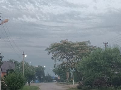 The image captures a street scene in Tbilisskaya, Russia, under a heavily overcast sky. The foreground is a dirt road, with dense green foliage and trees lining both sides. On the left, a house with a dark, tiled roof is partially visible, with a lush green bush in front of it. Further down the road, several streetlights are illuminated.

Dominating the right side of the image is a large tree with feathery, light-colored blossoms. Beyond the trees, power lines and utility poles are visible, indicating infrastructure typical of a semi-urban or rural setting. A few cars are sparsely present in the distance. The overall atmosphere is subdued, possibly indicating an early morning or a cloudy day. There are no people clearly visible in the frame, and the focus is on the natural and built environment of the street.