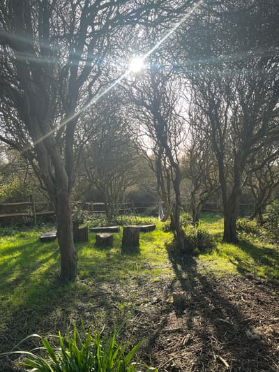 The image depicts a sunlit woodland clearing in Peacehaven, United Kingdom, characterized by numerous bare deciduous trees forming a dense overhead canopy. Intense sunlight penetrates the branches, generating significant lens flare and casting long, sharp shadows across the ground. The terrain consists of vibrant green grass patches interspersed with areas of exposed, dark soil littered with organic debris. In the central clearing, a rudimentary seating area is arranged, featuring four cut tree stumps and two larger, flattened log sections on a grassy patch. A light-colored fabric hammock is suspended between two tree trunks on the right side. A wooden post-and-rail fence stretches horizontally across the background, marking a boundary. No individuals or discernible activities are present.