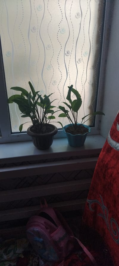 Two potted plants, identified as Anubias species, are placed on a windowsill in Zafarabad, Uzbekistan. The larger plant, in a dark brown ribbed pot, is on the left. To its right is a smaller plant in a light blue fluted pot. Behind the plants, a window is covered with frosted film featuring a pattern of wavy lines and small circular motifs. A red fabric with a swirling gray design is draped on the right side of the frame, partially obscuring the window. Below the windowsill, a pink backpack rests on a patterned surface. The lighting suggests it is daytime, possibly late afternoon, with sunlight filtering through the window.