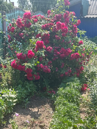 The image shows a dense bush of red roses in bloom, with clusters of deep pink to red flowers dominating the center and right portions of the frame. The rose bush is situated in a garden setting, with green foliage and smaller plants visible around its base. To the left, a light blue, decorative fence with ornate posts is partially visible. Behind the fence, trees and parts of buildings can be seen, suggesting an outdoor, possibly residential, environment. The ground is covered with soil and some dry leaves, and a few smaller, light purple flowers are growing in the foreground. The lighting suggests it is daytime, with sunlight casting shadows. The scene appears to be a tranquil garden in Mykilka, Ukraine.
