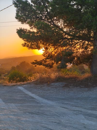 This is a vertical, medium shot photograph of a sunset over the rural outskirts of Riba-roja de Túria, Spain. The sun is setting behind a distant hill, casting a warm, orange glow across the landscape. In the foreground, a dirt road with tire tracks leads into the scene. A large pine tree dominates the right side of the frame, its branches partially obscuring the view of the setting sun. The tree's needles are dark green, contrasting with the bright orange sky. Below the tree, dry grass and vegetation are illuminated by the setting sun's golden rays. The background shows rolling hills covered in trees and scattered houses. The sky is a gradient of orange and yellow near the horizon, fading to a lighter hue at the top. There are no people or animals visible in the image.