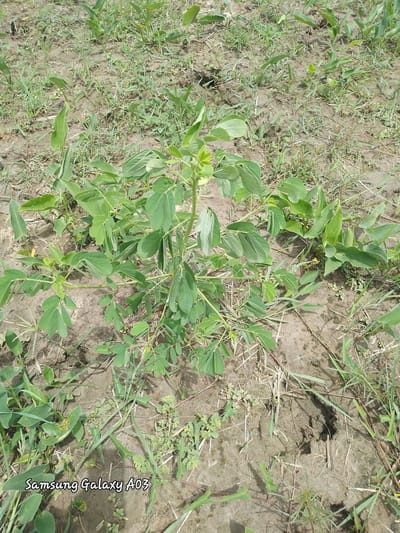 The image depicts a close-up, eye-level view of a small, leafy green plant growing in dry, cracked soil. The plant has a central stem with numerous branches and compound leaves, each composed of several small leaflets. It is surrounded by sparse, dry grass and other low-lying green vegetation. The soil is predominantly brown and appears somewhat dusty, with visible cracks and imprints, possibly from animal tracks or footprints. In the lower left corner of the image, a watermark reads "Samsung Galaxy A03". The scene is outdoors, likely in a rural or uncultivated area. No people are visible in the image. The overall impression is of a simple, natural environment, possibly a field or the edge of a garden. This scene is located in Angwan Hausawa, Nigeria.