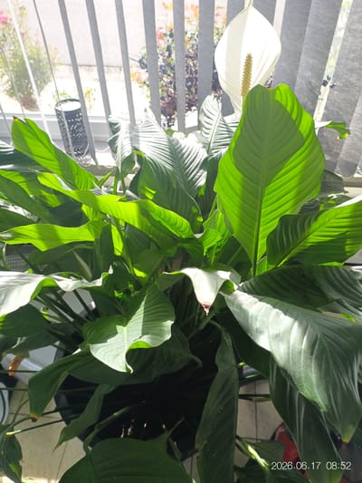A close-up, medium shot captures a vibrant peace lily plant thriving indoors. The plant's lush, dark green leaves, many of which are broad and glossy, dominate the frame. Sunlight filters through vertical blinds in the background, casting dappled shadows across the foliage and highlighting the intricate vein patterns on the leaves. One prominent white spathe, a modified leaf that encloses the flower, stands tall among the greenery, its creamy color contrasting with the deep green of the leaves. A slender, pale yellow spadix emerges from the center of the spathe.

The setting appears to be a room with large windows, suggested by the presence of the blinds and the bright, natural light. The window overlooks an outdoor scene with plants and foliage visible, hinting at a garden or yard. There is also a decorative metal lantern with a cut-out pattern visible through the blinds. The overall impression is one of domestic tranquility and the beauty of nature brought indoors. The timestamp "2026.06.17 08:52" is visible in the lower right corner of the image, indicating the time and date the photograph was taken.