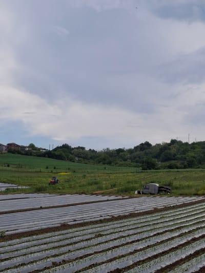 A photograph shows agricultural fields in what appears to be Krumovgrad, Bulgaria. In the center of the image is a green grassy field with a forest of trees, telephone poles and houses in the background. There is a tractor on the field. Adjacent to the grassy field on the right are rows of crops covered in plastic sheeting. A truck-like object is parked on the edge of the grassy field between the field and the crops. The sky is mostly cloudy.