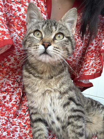 A gray tabby cat is lying on a surface covered with a red and white floral patterned fabric with a red border. Part of a person's hair is visible on the left edge of the image. The location in the city of Mankent, Kazakhstan cannot be determined from the visual information provided.