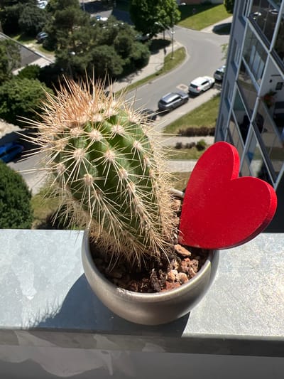 A close-up, high-angle shot shows a small, potted cactus on a concrete ledge, with a red, heart-shaped ornament inserted into the soil. The cactus has numerous sharp, light-brown spines and is in a metallic-silver pot filled with soil and small rocks. Behind the cactus, a blurred urban landscape is visible, including trees, a street with parked cars, and a modern building with reflective windows. The scene is lit by bright sunlight, casting shadows on the ledge. The provided information indicates the location is Olomouc, Czechia, though this cannot be visually confirmed from the image alone. There are no people or animals present in the frame.
