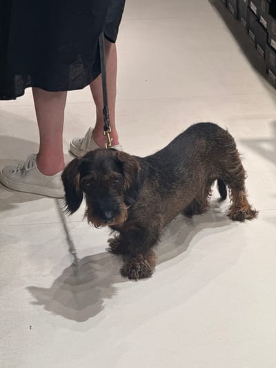 A wire-haired dachshund, dark brown and tan in color, stands on a light-colored tiled floor, its body angled towards the camera. The dog's head is lowered and turned slightly to its left, with its ears down. It is attached to a black leash, the end of which is held by a person whose legs are visible to the left of the dog. The person is wearing a black dress or skirt and white lace-up sneakers. The environment appears to be an indoor retail space, with shelves of black boxes visible in the background on the right side of the image. The floor is clean and reflective, casting shadows from the dog and the person. The scene is likely set in the Noventa di Piave Designer Outlet in Noventa di Piave, Italy, a common location for such retail environments.