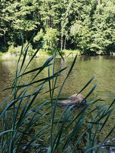 The image depicts a serene natural scene at Raudoja, Estonia, likely during a sunny daytime. In the foreground, tall, slender green reeds or cattails sway gently, their long leaves creating a blurred, diagonal line across the frame, suggesting a gentle breeze. Beyond the reeds, a calm body of water, possibly a river or a lake, reflects the bright green of the surrounding foliage. The water appears shallow in places, revealing a rocky or sandy bottom with some submerged debris.
A large, irregularly shaped rock breaks the surface of the water in the mid-ground, adding a point of interest to the aquatic landscape. The background is dominated by a dense forest of deciduous trees, their leaves a vibrant green, indicating it is likely summer. The sunlight filters through the trees, dappling the water and the forest floor, creating a play of light and shadow. The overall impression is one of tranquility and natural beauty, evoking a sense of peace and escape from urban life. No people, text, or specific events are visible in the image.