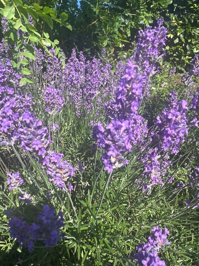 A close-up, low-angle shot captures a dense field of vibrant purple lavender flowers. The blooms are in various stages of development, with some appearing fully open and others still in bud. The stems of the lavender are thin and green, creating a textured backdrop for the flowers. In the background, lush green foliage and leaves from trees and other plants are visible, suggesting an outdoor garden setting bathed in bright sunlight. A hint of blue sky can be seen peeking through the greenery at the top of the image. The scene is likely located in Ossenzijl, Netherlands, given the prevalence of lavender cultivation in the region. There are no people or animals visible in the image.