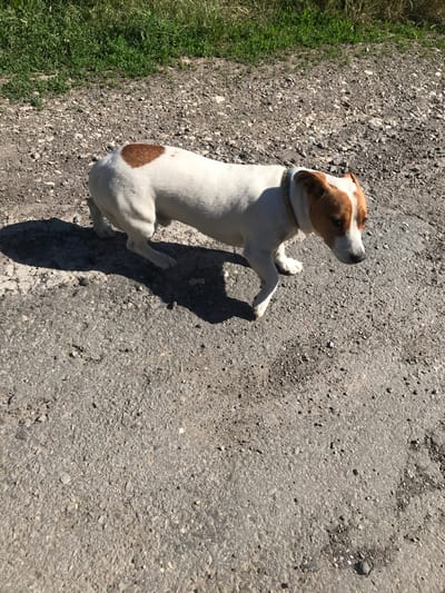 A medium, overhead shot shows a Jack Russell terrier sitting on a rough, gray road. The dog is mostly white with brown markings on its head and rump. It is wearing a multicolored collar. The road appears to be paved with small pebbles. There is green vegetation to the left edge of the frame. The dog is casting a shadow to its right. The scene is in full sunlight. The location is Petrykiv, Ukraine.