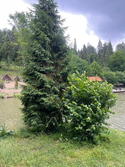 The image depicts a scenic outdoor environment, likely a park or recreational area, bordering a body of water. Dominating the foreground are two large trees: a tall, dense evergreen on the left and a bushy deciduous tree to its right. The evergreen appears somewhat sparse and dry in places. The ground leading up to the trees is covered in green grass with scattered wildflowers.
In the middle ground, a calm, brown body of water is visible. On the far bank of the water, a small wooden structure with a red roof can be seen nestled amongst trees. Further along the bank, a wooden pier extends into the water, with several people standing on it, indicating human presence and potential activity such as fishing or leisure.
The background consists of a dense forest of various trees, suggesting a natural or semi-natural landscape. The sky is overcast with heavy clouds, indicating a potentially somber or dramatic atmosphere. The overall scene conveys a sense of natural beauty with elements of human interaction. The specific location in Khashchovania, Ukraine, is not explicitly visible from the image itself, but it is stated as the context for this description.