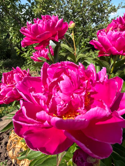 The image displays a cluster of vibrant pink peonies in bloom, with a focus on the large, ruffled petals of the foreground flower. The peonies are situated in a garden setting, evidenced by the presence of green foliage, soil, and a glimpse of dry, yellowed leaves near the base of the plant. In the background, lush green trees and a clear blue sky suggest a sunny day. A small bee is visible on one of the upper petals of a peony, indicating pollination activity. There is also a peony bud visible at the bottom of the frame, suggesting ongoing flowering. The overall scene is naturalistic and depicts a well-maintained garden. The image does not provide any specific visual cues to determine its exact location within Aryshkhazda, Russia.