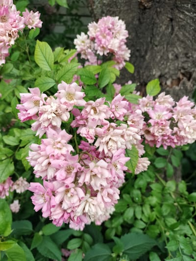 The image captures a cluster of small, light pink roses with some white and darker pink hues, blooming in front of a textured tree trunk on the left side. The roses are in focus, displaying delicate petals and visible stamens. Lush green foliage surrounds the flowers, creating a natural outdoor setting. The background consists of the rough, dark bark of a tree and more out-of-focus greenery. The overall scene suggests a garden or natural area within Stanychne, Ukraine, during a time when these flowers are in bloom. There are no people or specific actions depicted.