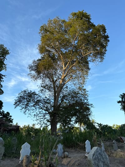 The image depicts a large tree in a graveyard, likely in Uleereuleung, Indonesia. Gravestones of various sizes are visible around the tree. The sky is blue with thin clouds. Other trees and foliage surround the area.