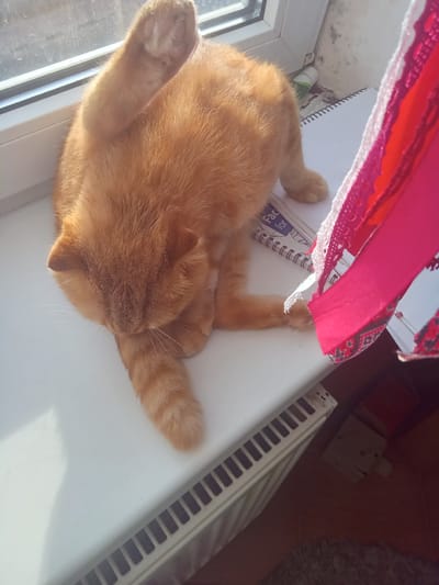 An orange tabby cat is lying on its side on a white windowsill. The cat is facing the left side of the frame, with its head tucked in towards its body. Its front left paw is raised and bent, with its paw pads visible. Its tail is not visible in the frame. A window is visible in the background, with sunlight streaming through it, casting shadows on the windowsill. To the right of the cat is a colorful piece of fabric, possibly a scarf or a decorative trim, with pink and white lace details and a patterned border. A spiral-bound notebook lies open beneath the fabric and partially under the cat. In the lower right portion of the image, a white radiator with black grates is visible, and beyond that, a dark reddish-brown floor. The overall scene suggests an indoor setting, likely a room in a residential building. The cat appears to be relaxed and comfortable.