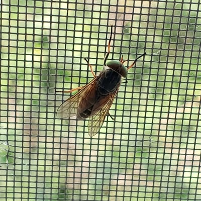 An insect, likely a horse fly, is perched on a black window screen. The insect is dark brown and gray with large, iridescent green eyes and transparent wings. Its legs are reddish-brown. The background, visible through the screen, is a blurred green and light brown, suggesting foliage or trees. The image is taken at a close-up perspective, focusing on the insect and the texture of the screen. There is no discernible information about the location in the city of Ivanaevo, Russia, nor any indication of people or specific actions occurring.