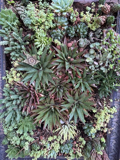 An overhead, close-up shot captures a vibrant, meticulously arranged succulent and cactus garden in a dark, ornate planter, likely situated in Paarl, South Africa. The display features a rich tapestry of textures, shapes, and shades of green, with some plants exhibiting reddish or variegated tones.
Dominating the central and lower-right portions are several rosettes of Gasteria, characterized by their long, speckled, dark green leaves with distinct white spots and reddish tips. Among these, a striking star-shaped flower with intricate patterns, likely from a Stapelia species, is prominently displayed in the lower-left center.
Various other succulent types fill the spaces, including compact, dark green Haworthia rosettes with pointed, stacked leaves, and several species of Haworthiopsis, some forming columnar structures with banded, bumpy textures, and others with more spiky foliage. Trailing throughout are delicate strands of 'String of Hearts' (Ceropegia woodii) with their small, mottled, heart-shaped leaves and slender purple stems, as well as patches of light green Sedum, featuring numerous tiny, rounded leaves.
The plants are rooted in dark, well-draining soil mixed with reddish-brown gravel. The top and right edges of the image reveal a decorative, dark-colored frame, suggesting a structured vertical garden or a large, ornate container. The scene is evenly lit, indicating daytime conditions, highlighting the intricate details of each plant. No text is visible.