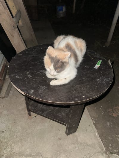 A calico cat with white, grey, and tan patches is curled up on a dark, round, wooden table. The table has a scratched and weathered surface. A small, green and white wrapper is positioned on the table to the right of the cat. The cat is partially facing the viewer with one eye open and appears to be looking down. The table stands on four dark legs, and the scene is outdoors on a concrete surface. In the background, wooden planks are leaning against a dark structure, and a white pole is visible. The lighting suggests it is nighttime. The location is identified as Subutli-Miatli, Russia.