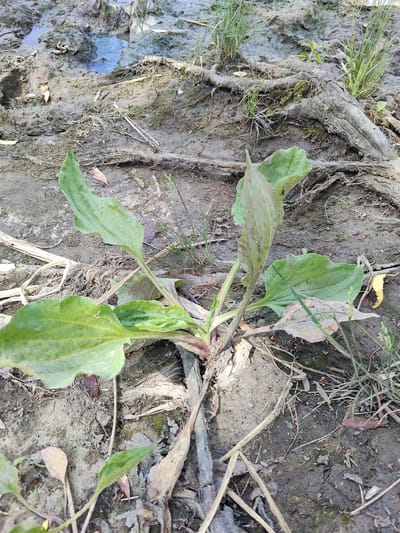 A close-up, eye-level shot captures a patch of muddy ground with a small plant growing in the center. The plant has broad, green leaves with prominent veins. The surrounding ground is dark, wet mud, with some scattered dry leaves and twigs. In the background, there are patches of water and more dry earth, suggesting a damp or recently rained-upon environment. Several thin blades of grass grow around the main plant and in other areas of the mud. The overall impression is one of a natural, somewhat unkempt outdoor setting. There are no people or animals visible, and no text is present. The lighting suggests it is daytime, possibly overcast given the diffused light and lack of strong shadows. The location cues from San Martín de Porres, Peru, imply a warm or temperate climate.