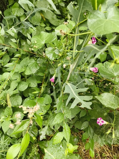 A close-up, eye-level shot captures a dense cluster of lush green foliage, predominantly ivy-like leaves and some with serrated edges. Small pink and white trumpet-shaped flowers, possibly morning glories, are scattered amongst the leaves, some partially open and others closed. Water droplets adorn the wet surfaces of the leaves, indicating recent rain or dew. The background is a thick tangle of green vegetation and some dry, brown plant matter on the ground. The scene is devoid of human presence and appears to be a natural setting within a garden or park in Гвардейский, Kazakhstan.