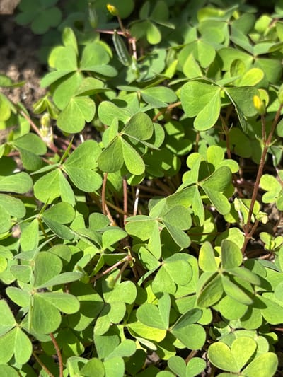A close-up, ground-level shot shows a dense patch of clover-like plants with three heart-shaped leaves each, covering the frame. The plants are predominantly green, with varying shades due to light and shadow. Some reddish-brown stems are visible among the leaves. A small yellow bud and a small green seedpod are visible. The location is Aidemir, Bulgaria.
