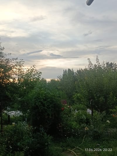 The image depicts a natural outdoor scene, likely a garden or a rural backyard, with lush green vegetation and a cloudy sky. The setting appears to be twilight, with soft, diffused light suggesting the sun is either rising or setting. There are no people or animals visible in the image.

The foreground is dominated by a dense growth of various plants and flowers, with some appearing to be cultivated garden beds. There are hints of structures or objects amidst the foliage, such as what could be a wooden fence post or support structure on the left and a darker, upright object on the right which might be a pole or a pipe. In the upper right corner, a curved, light-colored object extends from the edge of the frame, possibly part of a building or a utility line.

The middle ground consists of a wall of trees and bushes, creating a backdrop of varying shades of green. The sky above is filled with soft, gray and white clouds, with a brighter, warmer glow peeking through the clouds on the left, indicating the direction of the setting or rising sun.

The bottom right corner of the image features a timestamp: "17.06.2026 20:22". This timestamp suggests the photograph was taken on June 17, 2026, at 8:22 PM.

The image does not provide any specific visual cues to pinpoint its exact location within the city of Sotsial, Kyrgyzstan. The scene is general enough to be found in many similar geographic or climatic regions.
