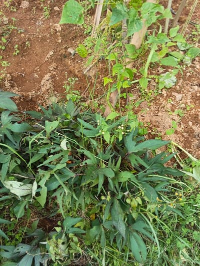 This image depicts a cultivated garden plot in Maw Hit, Myanmar, observed from an overhead perspective. The scene is dominated by various forms of plant life and exposed reddish-brown soil. In the lower and central portions, a dense cluster of plants with dark green, multi-lobed leaves, consistent with sweet potato vines, is visible. Several of these leaves exhibit irregular holes and frayed edges, indicative of insect damage. Interspersed among these plants are smaller green weeds, some bearing tiny white flowers and others small yellow blooms. In the upper right quadrant, lighter green climbing plants with ovate leaves are present, supported by slender, light-colored wooden stakes. Several elongated green pods, characteristic of bean plants, are visible hanging from these climbing vines. The surrounding ground consists of uneven, tilled earth with patches of bare soil and scattered young green sprouts. No human figures or artificial structures beyond the plant stakes are present.