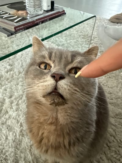 The scene depicts an indoor setting in Tielrode, Belgium, focused on a domestic cat and a human interaction. A grey and tan domestic cat with amber eyes is positioned centrally, looking slightly upward and to the right of the camera. Its fur appears discolored or wet beneath its chin. A human index finger, with light skin and a pale yellow almond-shaped fingernail, extends from the upper right, pointing towards the cat's right eye. In the blurred background, a clear glass coffee table is visible. On the table, a clear plastic water bottle, a stack of magazines (including one titled "VOGUE"), and a small white electronic device are present. The floor is covered with a light-colored, shaggy carpet.