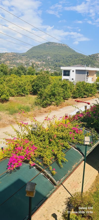 The image depicts a scenic view of Dalaman, Turkey, on a clear day. The foreground features a lush green canopy covered with vibrant pink bougainvillea flowers. A rustic wooden birdhouse is perched on a metal pole, casting a shadow on the green netting below. A paved walkway, made of tan and brown bricks, runs alongside the canopy.

In the mid-ground, a dirt road winds through an orchard of dense green trees, likely fruit trees, with dry grass and vegetation on the sides. Beyond the orchard, a modern two-story house with white and grey exterior walls stands out against the natural landscape. Solar panels are visible on the roof of the house.

The background is dominated by a verdant, tree-covered mountain, dotted with scattered houses that form a small village. The sky is a bright blue with scattered white clouds. Power lines stretch across the upper portion of the image, obscuring a small part of the sky and the distant mountain. The overall scene suggests a peaceful rural or semi-rural setting in Dalaman, Turkey, characterized by abundant vegetation and a blend of modern and natural elements. The timestamp "Galaxy S20 21 June 2026 15:56" is overlaid on the bottom right corner of the image.