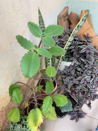 The image shows a collection of potted plants on what appears to be a tiled or concrete surface. Plant varieties include Wandering Jew (Tradescantia zebrina) with its characteristic purple and silver striped leaves, snake plant (Sansevieria trifasciata), a succulent (likely Echeveria) in a square pot, and Mother of Thousands (Kalanchoe daigremontiana) with green scalloped leaves. The Mother of Thousands plant is most prominent, with leaves in sharp focus. Behind the plants are scraps of cardboard. The scene is likely an indoor or semi-outdoor setting, such as a patio or balcony. There is no information to confirm this is in Farin Yashe, Nigeria.
