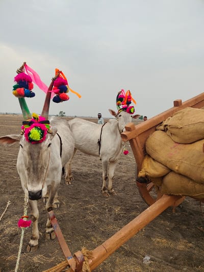 The image displays two light-grey oxen adorned with elaborate, multi-colored pom-poms, ribbons, and small bells on their heads and horns, standing in a dry, open agricultural field in Kottalapalli, India. The oxen are harnessed to a reddish-brown wooden bullock cart, positioned to the right, which is loaded with several light-brown jute sacks. The ground is dry, reddish-brown earth with scattered dry plant stubble. Three adult males are visible in the background: one stands behind the second ox, another further back between the oxen, and a third partially obscured behind the cart. The sky is uniformly overcast and light grey. In the far distance, two wind turbines and a single tree are visible on the horizon.