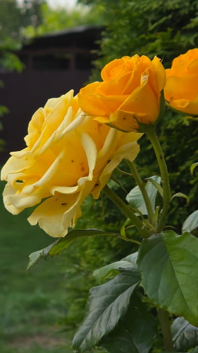 In the city of Alkhazurovo, Russia, a close-up, eye-level shot captures a cluster of yellow roses bathed in natural light. The roses, with their delicate petals, are the primary subjects, exhibiting a soft, creamy yellow hue. Several small, dark insects, likely ants, are visible crawling on the petals and stems of the flowers. The background is a blur of greenery, suggesting a garden setting. A hint of a dark, wooden structure and a fence can be discerned in the upper portion of the image, further solidifying the outdoor, residential context. The focus is sharp on the roses, with the background intentionally out of focus to emphasize the floral subjects.