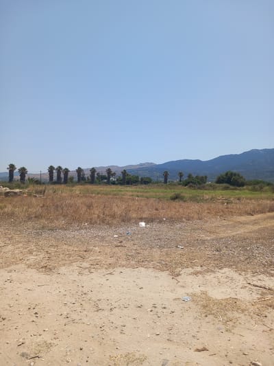 This is a landscape photograph taken in Zipari, Greece. The image shows a dry, grassy field in the foreground, with a row of palm trees in the middle ground. In the background, there are mountains and a clear blue sky. The overall impression is one of a rural, Mediterranean landscape. There is no evidence of human activity in the scene, besides some scattered litter in the foreground.