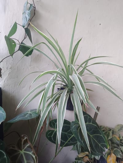 A spider plant (Chlorophytum comosum) with variegated green and white leaves hangs in a black pot against a textured, off-white wall. The plant's long, slender leaves arch outwards and downwards. To the left of the spider plant, a climbing vine with heart-shaped leaves, some a silvery-green and others dark green, is attached to the wall. Below and to the right of the spider plant are other potted plants with dark green, veined leaves and some yellowing foliage. The scene appears to be an outdoor or semi-outdoor setting, possibly a patio or garden area, in Jonggol, Indonesia.
