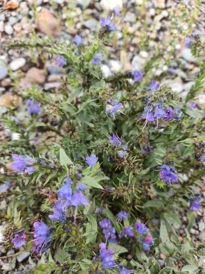 A close-up shot focuses on a cluster of small, vibrant purple flowers with delicate pink stamens, interspersed with green leaves. The flowers are arranged along thin, vertical stems that branch out, creating a dense, bushy appearance. The background is a blur of pebbles and gravel, suggesting an outdoor, possibly natural, environment. The scene appears to be in Катунь, Russia, likely in a garden or a natural setting with rocky ground cover. There are no people or animals visible in the image.