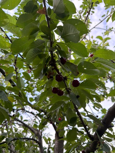 A low-angle medium shot captures a cluster of dark red cherries hanging from a tree branch amidst lush green leaves. The cherries are round and appear ripe, some with stems still attached. The leaves are vibrant green, with visible veins and serrated edges. The background is a soft blur of lighter green and blue, suggesting a bright, possibly cloudy sky, and other branches of the tree. There are no people visible in the image. The overall impression is one of nature, perhaps a garden or orchard in Belovo, Bulgaria, in the daytime.