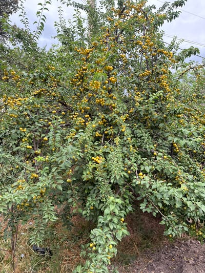The image shows a plum tree laden with ripe yellow plums. The tree is densely branched and covered with numerous fruits, some of which are falling to the ground. The surrounding environment appears to be an outdoor setting, possibly a garden or yard, with dry grass and soil visible at the base of the tree. The sky is overcast. There are no people or animals clearly visible in the image. The scene appears to be in the city of Khumsan, Uzbekistan, as indicated by the prompt. The image is taken from a medium distance, capturing the full height of the tree and its abundant fruit.