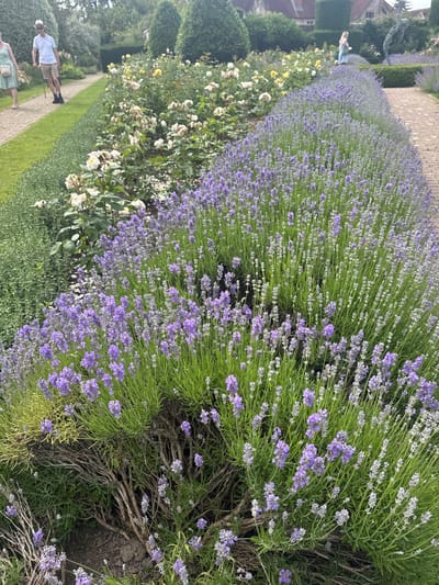 This is a vertical, eye-level shot of a beautiful garden path bordered by vibrant lavender and white roses. The scene appears to be set in Mid Sussex, United Kingdom. The garden is meticulously maintained, with neat rows of lavender in full bloom, their purple hues creating a striking contrast with the creamy white roses. The path, made of gravel, curves gently through the garden, inviting exploration.

In the background, hints of a stately home or large house are visible, suggesting a grand estate or a formal garden setting. The overall atmosphere is serene and peaceful, evoking a sense of tranquility and natural beauty. The time of day appears to be daytime, likely late morning or early afternoon, given the bright, natural lighting that illuminates the flowers and foliage. The weather seems pleasant and clear, ideal for a garden stroll.

There are a few people visible in the scene, adding a sense of scale and human presence to the landscape. A man and a woman are walking on the path in the foreground, appearing relaxed and enjoying the surroundings. Further in the distance, another person is partially visible, also enjoying the garden. The presence of people suggests a public garden or a private estate open to visitors.

The focus of the image is on the stunning floral display, with the lavender plants taking center stage. Their densely packed blooms and silvery green foliage are a testament to the health and vibrancy of the garden. The white roses, though less prominent, add a touch of classic elegance to the scene. The surrounding greenery and the gravel path complete the picturesque composition, creating a harmonious and inviting outdoor space.