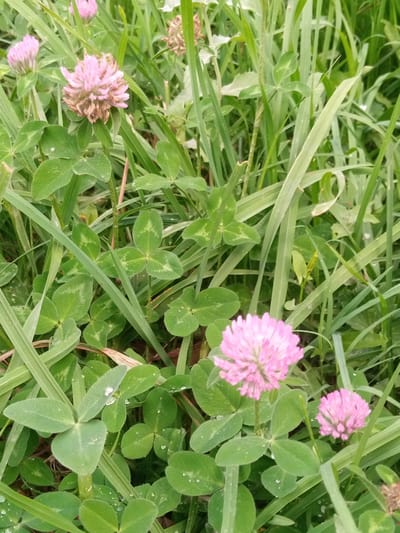 A close-up, eye-level shot captures a patch of clover and tall grass, glistening with dew drops. The scene is dominated by shades of green, with several pink clover blossoms adding pops of color. The clover leaves are distinctive, with their characteristic three heart-shaped leaflets, and some have a lighter green pattern. The grass stalks are tall and slender, some appearing slightly dried or faded. In the foreground, three pink clover flowers are visible, one larger and more in focus than the others. The background is a blur of green foliage, suggesting a natural, outdoor setting. There are no people or animals present. The image appears to have been taken in Zarkent, Uzbekistan, based on the provided context.