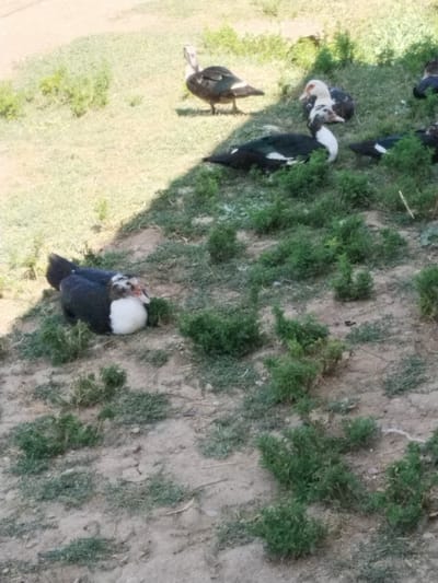 The image depicts a group of Muscovy ducks in a semi-arid environment. The ducks are varied in color, with some being predominantly black and white, and others having white heads with dark bodies. They are scattered across a patch of dry, sandy ground interspersed with sparse green vegetation, suggesting a location likely in or around the city of Muminabad, Uzbekistan, known for its arid climate. One duck is lying down, appearing to rest. The lighting indicates it is daytime, and the scene has a natural, outdoor feel.