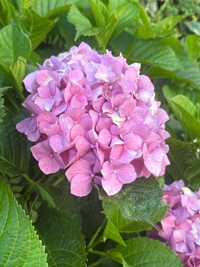 A close-up shot captures a cluster of pink hydrangeas blooming amidst lush green foliage. The flowers display a vibrant pink hue with some petals tinged with a lighter shade or white, creating a delicate gradient. The surrounding leaves are a deep green, some appearing larger and more prominent with visible veins, while others are softer and out of focus. The lighting suggests it is daytime, with sunlight highlighting the textures and colors of the flowers and leaves. The background is a soft blur of green, indicating a natural setting, likely a garden or park. There are no people or specific landmarks identifiable to pinpoint a location in Seixal, Portugal.