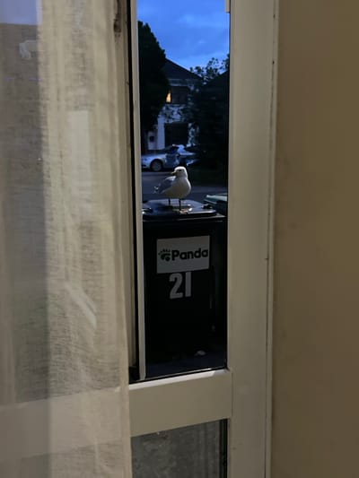 The image shows a seagull perched on top of a black trash bin labeled with a green logo that reads "Panda" and the number "21" in large white numerals. The trash bin is positioned on a street in Balbriggan, Ireland, with a parked car and residential buildings visible in the background under a twilight sky. A sheer white curtain is visible in the foreground, partially obscuring the view. The overall scene is quiet and domestic, with the seagull being the main subject of focus.