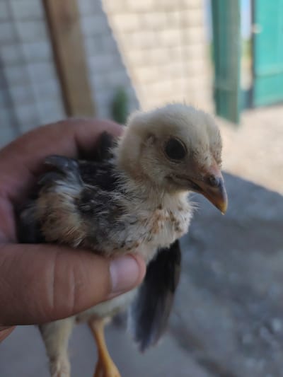 A close-up, waist-level shot captures a person's hand gently holding a young chick. The chick, predominantly light brown and white with some darker gray markings on its wings and back, faces to the right. Its beady black eye is visible, and its beak is pointed. The hand, with visible finger creases, cradles the bird. The background is softly blurred, showing hints of a building with a checkered pattern, a wooden post, and a turquoise gate in the distance. The lighting suggests it is daytime. The overall setting appears to be an outdoor, possibly residential area.