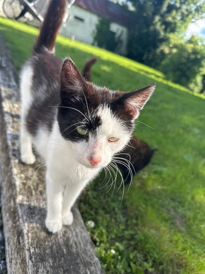 The image shows a close-up, eye-level view of a black and white kitten standing on a weathered wooden surface. The kitten is positioned slightly to the left of the frame, facing towards the right with its head turned to look at the camera. It has green eyes, a pink nose, and prominent white whiskers. Its fur is predominantly white on its chest and legs, with black markings on its back and head. The background consists of a lush green lawn and trees, suggesting an outdoor, possibly rural, environment. Sunlight illuminates the scene, casting soft shadows. A second, darker-colored cat is partially visible in the background, blurred and out of focus. The wooden surface appears to be a railing or fence post. The location is described as Moortown, Ireland.