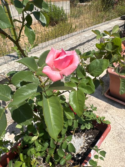 A close-up shot focuses on a single pink rose in bloom, set against a backdrop of green foliage and a concrete patio. The rose, with its delicate petals unfurling, is the central subject. Surrounding it are lush, dark green leaves, some of which show slight imperfections. The plant is growing in a rectangular terracotta pot, partially visible at the bottom of the frame, filled with soil. In the background, a light-colored concrete wall or ledge runs horizontally, with a wire mesh fence beyond it. Beyond the fence, the environment appears somewhat overgrown with green vegetation. The lighting suggests a sunny day, with shadows cast across the scene. The image was taken in Marano di Napoli, Italy. There are no people or animals present in the scene.