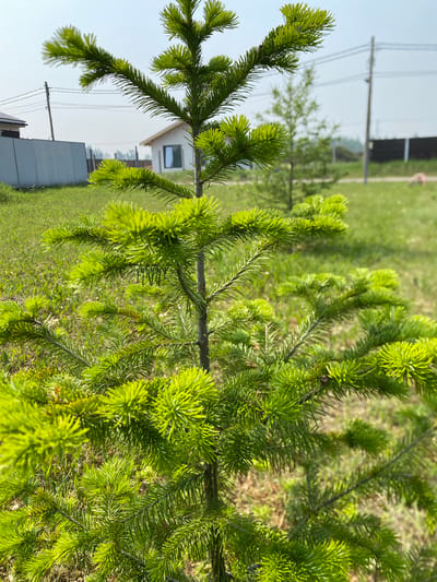 In Raskaty, Russia, a close-up shot features a young fir tree with vibrant green needles, its branches extending outwards. The background shows a residential area with a modern house, a grey metal fence, and utility poles with overhead wires under a clear sky. The ground is covered with green grass.