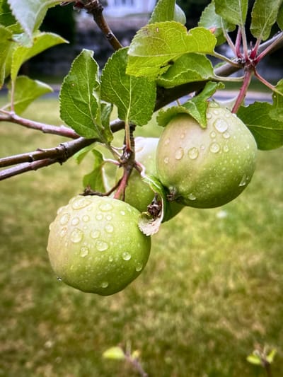 The image shows a close-up of unripe green apples hanging from a branch, covered in water droplets, suggesting recent rain. The apples are round and have a smooth surface, with small lighter green dots. The leaves around the apples are a vibrant green, with visible veins and serrated edges. The branch itself is dark brown and woody. In the background, a blurry green and brown textured area, likely grass or foliage, provides a soft contrast to the sharp detail of the apples and leaves. The lighting suggests it could be daytime, possibly overcast or after a rain shower, given the presence of water droplets. There are no people or visible text in the image. The setting appears to be an outdoor orchard or garden.