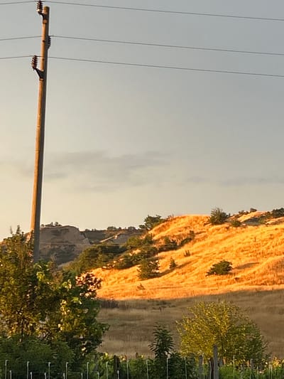 A tall wooden utility pole stands to the left of frame, supporting multiple power lines that stretch horizontally across the top of the image. Behind the pole, a sun-drenched, golden grassy hillside rises. Scattered green trees dot the slope, casting shadows. In the foreground, the tops of grapevines are visible, suggesting a vineyard. The sky above is a pale, clear blue with a few wispy clouds. The overall scene is of a rural landscape illuminated by the warm light of the setting or rising sun.