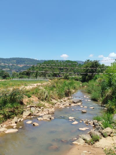 This is an eye-level, medium shot photograph of a rocky, shallow stream flowing through a rural landscape in K'Rèn, Vietnam. The stream's water is murky brown and reflects the clear, bright blue sky above. Scattered rocks of various sizes line the streambed and banks, some submerged in the water and others protruding. Lush green vegetation, including tall grasses and bushes, grows densely along the right bank of the stream.

In the middle ground, the stream passes through a grassy field bordered by a row of what appears to be small plants or crops. Beyond the field, a dense forest of pine trees covers rolling hills that recede into the background. Several horizontal wires are strung across the image, crisscrossing the frame and obscuring parts of the landscape, suggesting proximity to a power line or similar infrastructure. A small, red-roofed structure is partially visible among the trees in the distance. The overall scene depicts a natural, undeveloped environment under a clear, sunny sky. There are no people or animals visible in the frame.